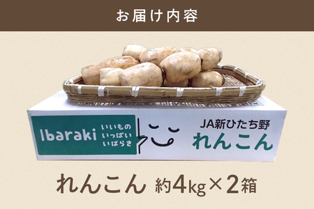 れんこん 2箱 ( 約 8kg ) 新ひたち野大地のめぐみ 旬の野菜 季節限定 (B01-013)