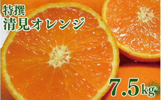 
                  特撰　清見オレンジ 7.5kg+200g(補償分)【2027年2月下旬～5月上旬頃に順次発送予定】【ard262】
                
