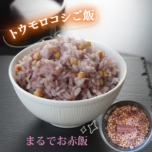 【2026年先行予約 / 数量限定 とうもろこし】 フルーツコーン レッド種 10～12本 とうもろこし