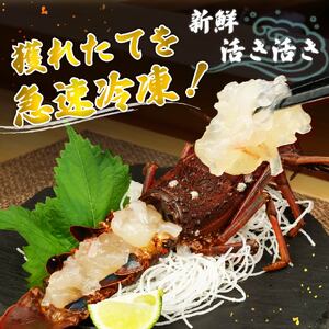 【 訳あり 】 伊勢海老 4尾 ～ 6尾 約 計800g 相当 伊勢海老