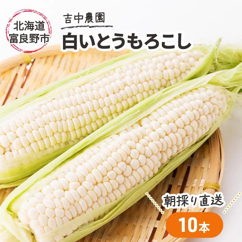 とうもろこし 富良野産 朝穫り 白い 吉中農園【10本入り】【先行予約】
