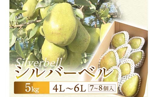 【令和8年先行受付】シルバーベル 5kg（7～8個） 梨 洋梨 果物 フルーツ FSY-2092
