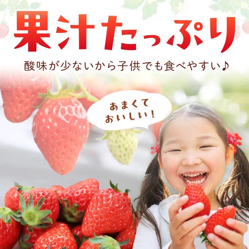 【先行予約】【特選】京都・まつみやファームの大粒いちご（あきひめイチゴ）15～20粒（2027年2月上旬～発送）農家直送 いちご