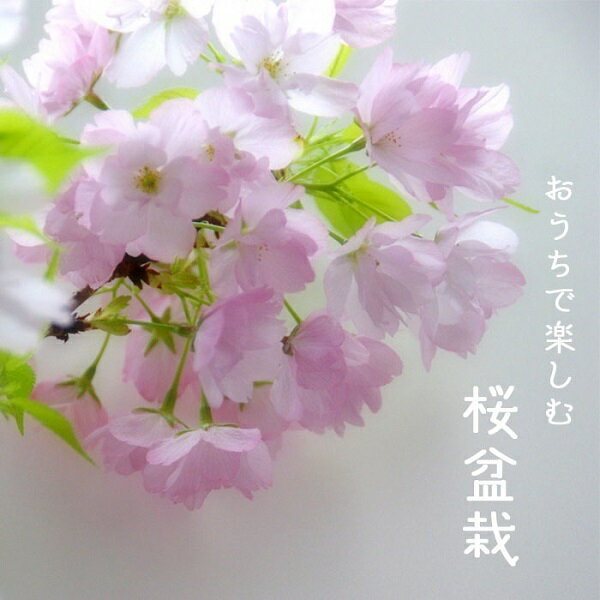 【ふるさと納税】R4-100　桜盆栽　旭山桜（グリーン鉢）