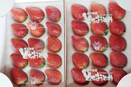 ＜いちご3か月定期便＞栃木県産とちおとめ 320g×2パック 3Lサイズ 3回 | 苺※2027年1月～発送
