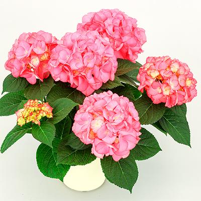 ふるさと納税 藤枝市 【母の日に!】アジサイ鉢植え ピンク系 5号 (おまかせ)