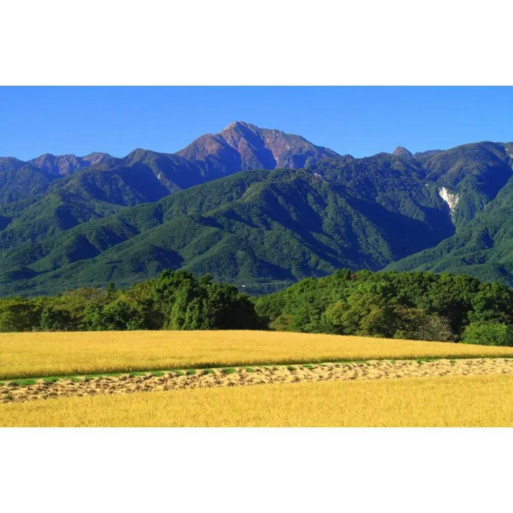 【ふるなびWEEK対象】【令和7年産】山梨県北杜市産白州米コシヒカリ（白米）10kg