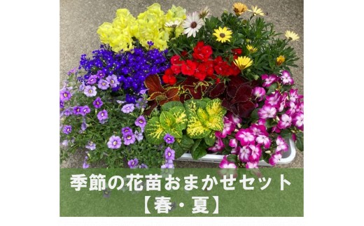 谷合園芸 の 季節の花苗おまかせセット