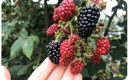 A23-43 ブラックベリージャムセット【数量限定】