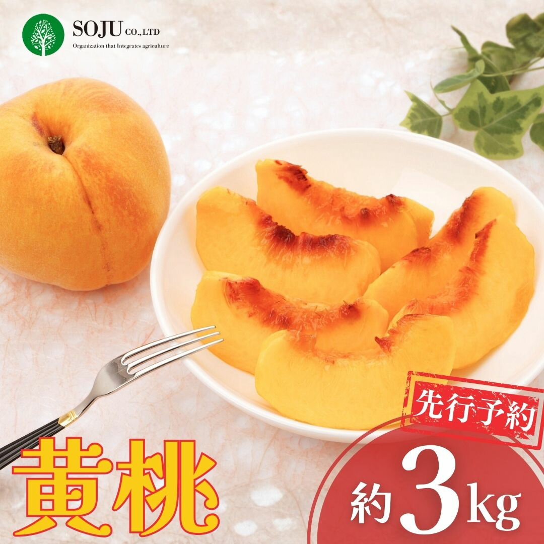 【ふるさと納税】先行予約 黄桃 約3kg 令和8年度 新潟県 三条市産 黄金桃 ゴールデンピーチ もも [三条果樹専門家集団] 【017S041】