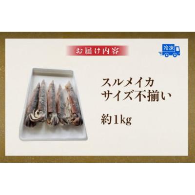 ふるさと納税 香美町 スルメイカ(冷凍)約1kgサイズ不揃い(冷凍) |  | 03