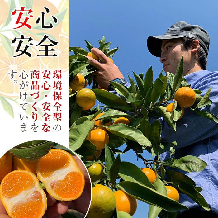 i1364-F 先行予約受付中！＜2026年11月中旬〜2027年1月下旬の間に発送予定＞【特別栽培・最高金賞】【特別栽培・最高金賞】あめ玉みかん・大玉サイズ  あま福玉 〜プレミアム〜 ( 恵 / 