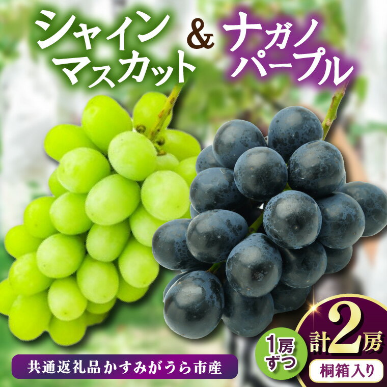 【ふるさと納税】桐箱入りナガノパープル1房・シャイマスカット1房　県内共通返礼品:かすみがうら市産【配送不可地域：離島・沖縄県】 (BR164)