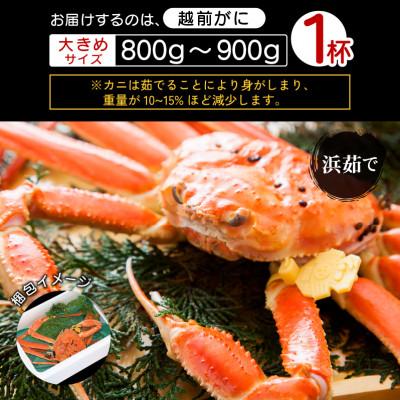 ふるさと納税 越前町 地元鮮魚店厳選 ≪浜茹で≫ 越前がに 大きめサイズ 1杯【11月発送分】 |  | 03