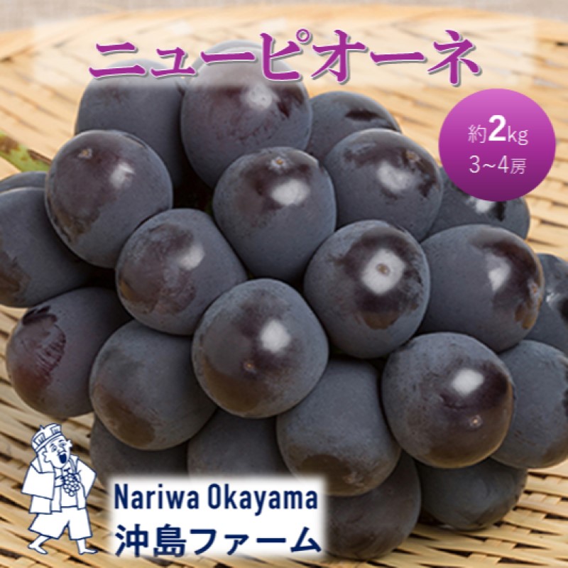 早期受付 ぶどう ピオーネ 約2kg（3～4房）岡山県高梁市産 沖島ファーム 化粧箱入り 葡萄 ブドウ 贈答用