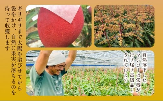 【訳あり】 アップルマンゴー 約1kg (栽培期間中 減農薬栽培)【2026年6月中旬以降順次発送】アナナス農園 完熟 マンゴー 果物 フルーツ