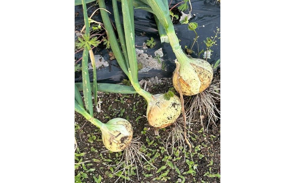 【先行予約】岡山市産 みずみずしい玉ねぎ1.5kgと赤玉ねぎ1.5kgのセット(サイズ混合)