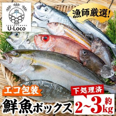 ふるさと納税 肝付町 漁師厳選!ロコフィッシュ(地魚) 下処理済 鮮魚 ボックス(約2~3kg)　A78003