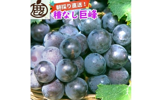 
            巨峰 約2kg【朝採り】【葡萄・ぶどう】【種なしブドウ】【フルーツ・果物】
          