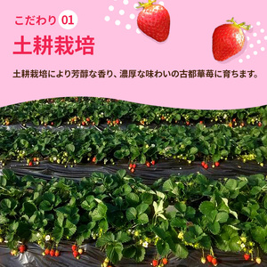 いちご 古都華 完熟 奈良県産 いちご【約500g 250g×2パック】【冷蔵 先行予約】