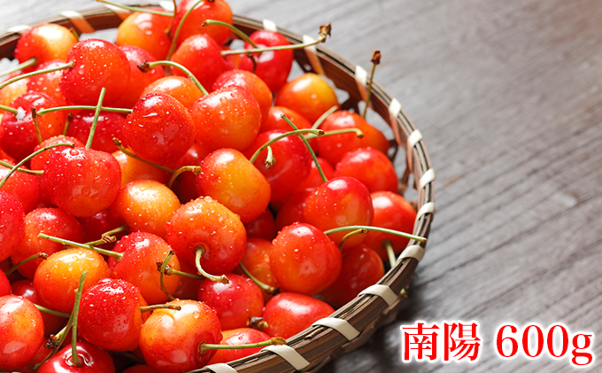 北海道 仁木町産 厳選品 さくらんぼ 南陽 600g(300g×2パック)Lサイズ以上　旬 桜桃 産地直送 サクランボ チェリー フルーツ 果物 果物類 ギフト 仁木町 仁木 [松山商店]