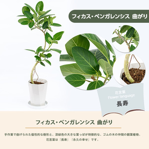 フィカス ベンガレンシス曲がり70cm～90cm 鎌ヶ迫園芸場 IB086-006  観葉植物 観葉植物