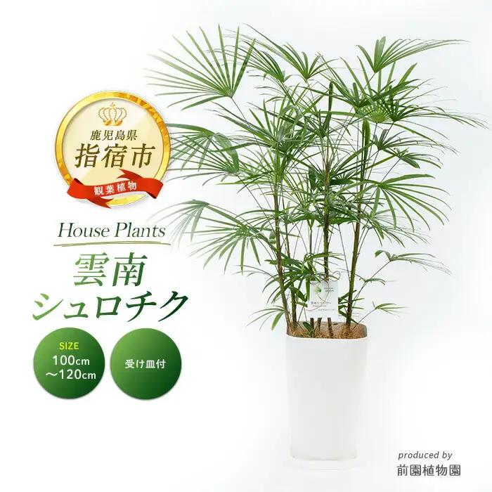 【観葉植物】雲南シュロチク 100cm～120cm 前園植物園 IB002-012 観葉植物 ※北海道・沖縄・離島配送不可
