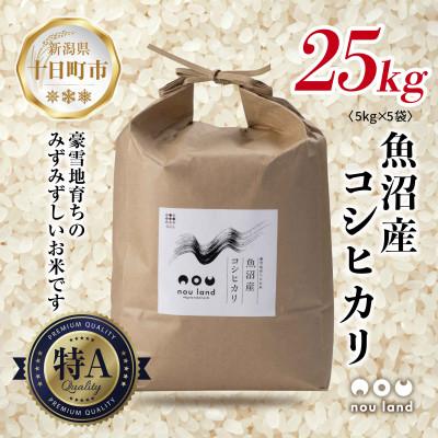 ふるさと納税 十日町市 【令和7年産 新米予約】 農家直送 魚沼産 コシヒカリ 5kg ×5袋 新潟県 十日町市 のうランド