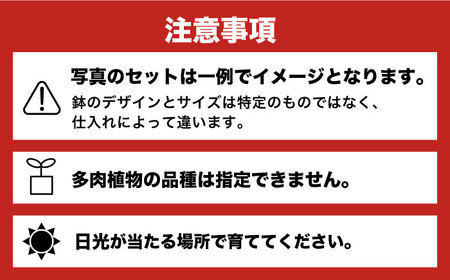 多肉 植物 籠寄せ カズラ かご 福岡 八女 観葉植物 多肉植物 はち インテリア 鉢植え 園芸用品 室内栽培 水やり 広川町 / plantsfunshopnatur [AFAT002]