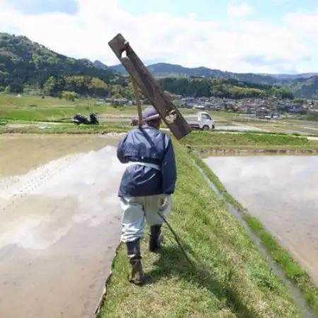 【2ヵ月毎定期便】和牛の里-但馬・新温泉町 コシヒカリ 精米5kg全3回【4086252】