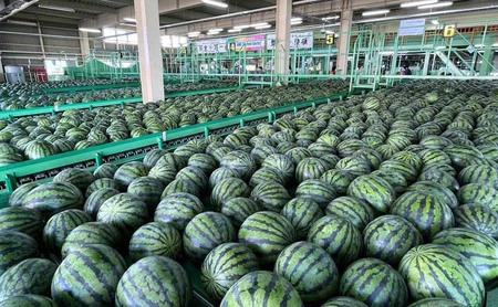 2025年 7月 出荷 先行予約 スイカ 北海道 共和町産 らいでんスイカ 大玉 約6kg フルーツ 果物 産地直送 JAきょうわ すいか 果実 