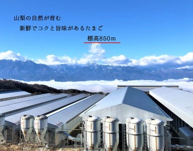 山梨の大自然が育む「ワインたまご」50個入り