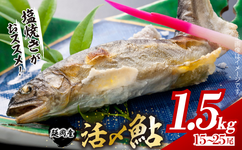 【2026年5月以降発送】延岡どれ鮎（冷凍）1.5kg N017-YA6615