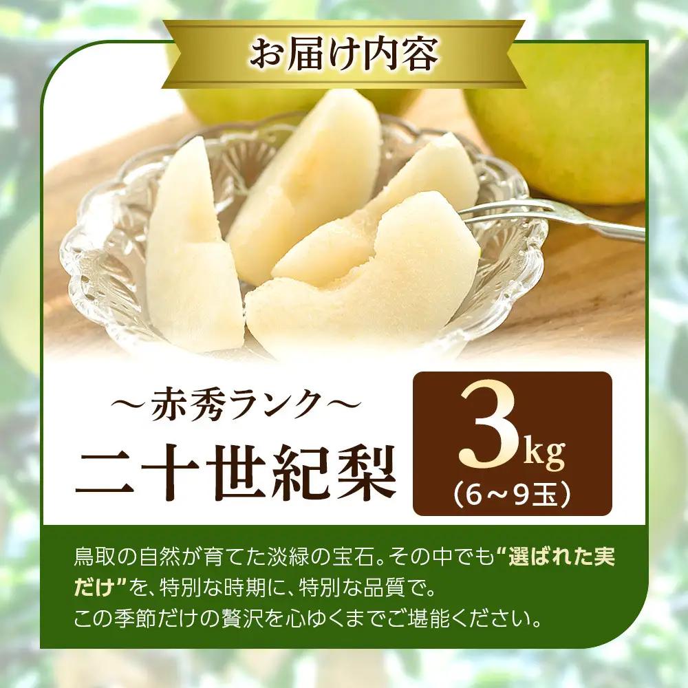 二十世紀梨 3kg 先行予約 数量限定 梨