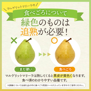 【2026年産】 西洋梨 マルゲリットマリーラ 5kg 秀品 化粧箱入り 山形県 東根市 東根農産センター提供 hi027-189-r8 （マルゲリットマリーラ 洋梨 洋ナシ フルーツ 果物 くだもの
