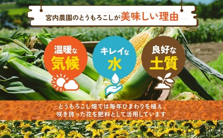 とうもろこし 恵味 10～12本 2L 朝採り とうもろこし