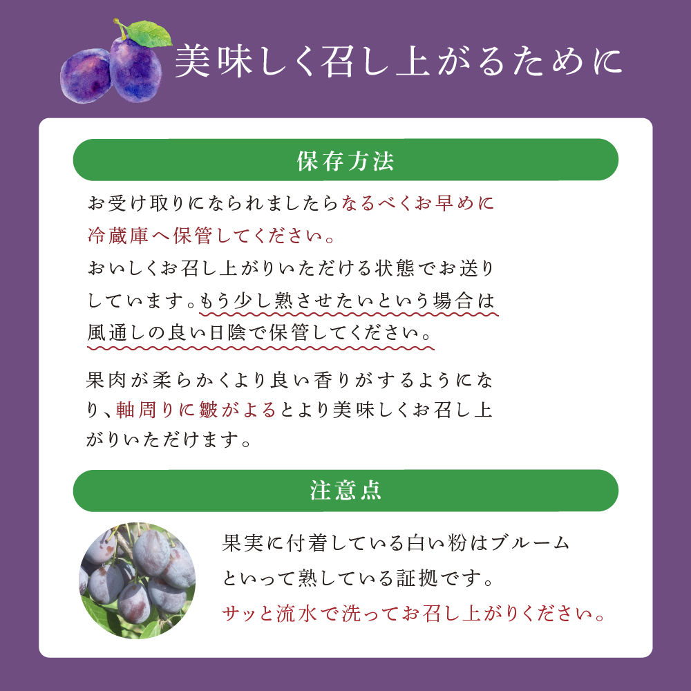 【先行受付】 プルーン ベイラー 1kg 北海道 芦別市 大橋さくらんぼ園