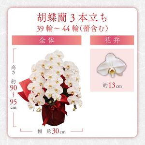 胡蝶蘭 3本立ち ラッピング付き 開花輪30輪以上 花 花 花 花