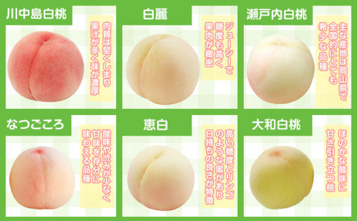 224. 【先行予約】岡山県産 岡山白桃  6玉 (240g以上)【配送不可地域あり】 《7月上旬-8月下旬頃出荷》 岡山県 矢掛町 桃 もも 白桃 果物