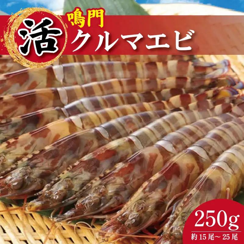 【指定日必須】活き車海老 250g 約15尾～25尾 クルマエビ