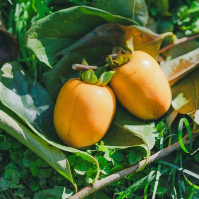 ふるさと納税 松江市 【秀品】とろ〜り甘さの極み!柿の里の西条柿 2kg(8玉〜12玉)島根県松江市【マルカミ農縁(株)】 |  | 02