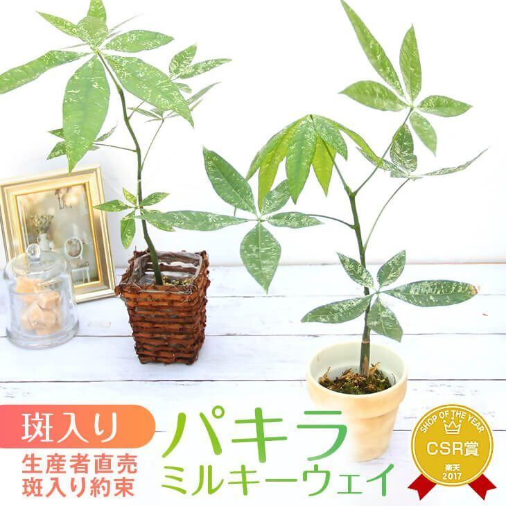 【ふるさと納税】 パキラ ミルキーウェイ 実生苗 斑入り 2.5号 ポット 栽培苗 観葉植物 希少品種 風水 縁起 白斑 種類 育てやすい 初心者 人気 室内 おしゃれ インテリア グリーン プレゼント 鉢付き お祝い プレゼント 新築祝い 開店祝い 森水木のラン屋さん