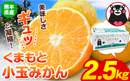 訳あり くまもと小玉みかん 約2.5kg みかん《9月下旬-12月下旬頃出荷》 