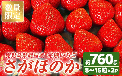 2692 【数量限定】鹿児島県産いちご「さがほのか」8～15粒×2箱　ストロベリーハウス彩より直送【期間限定】【いちご イチゴ 苺 さがほのか 国産 贈答 プレゼント 果物 フルーツ】