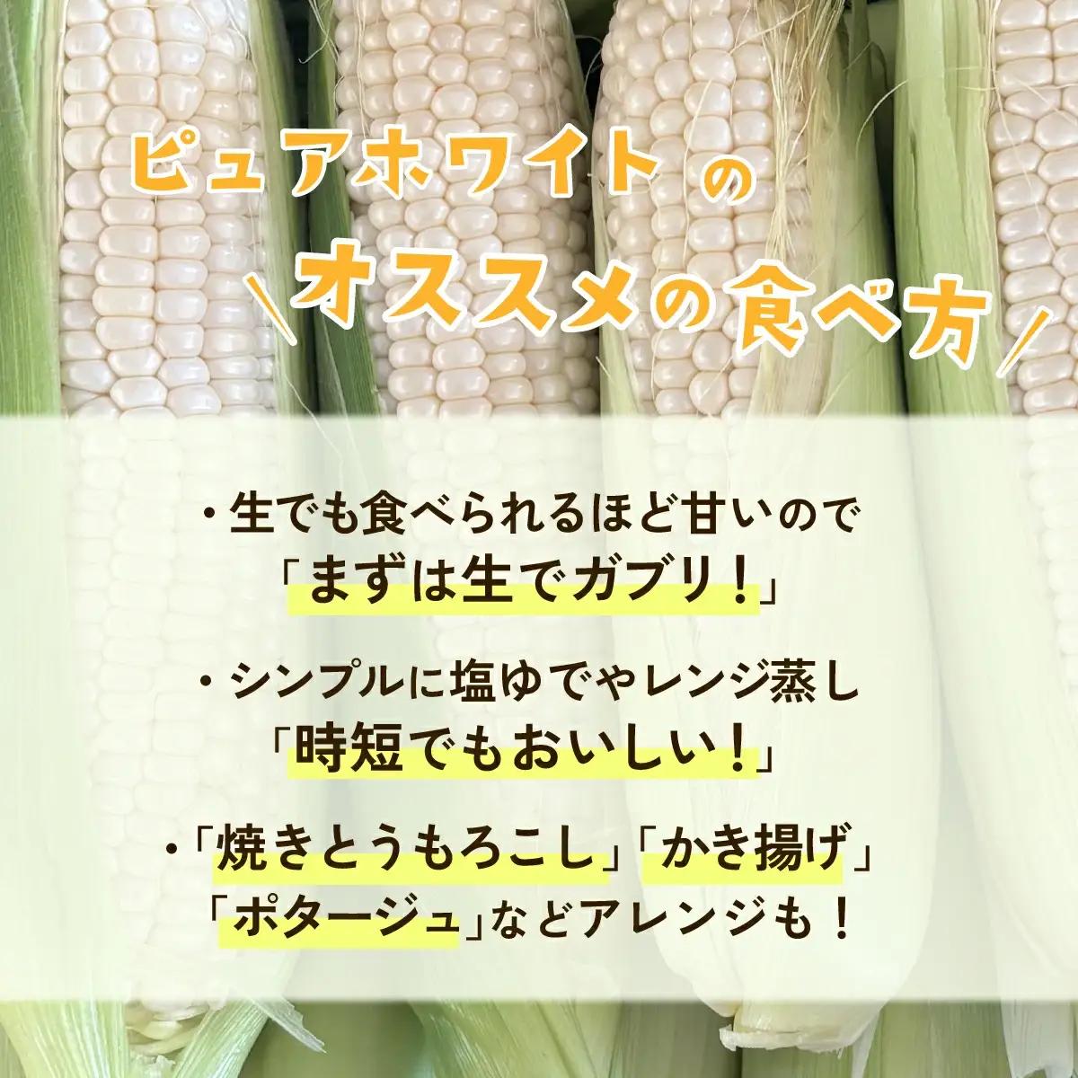 とうもろこし ピュアホワイト 約6kg 茨城県産 トウモロコシ