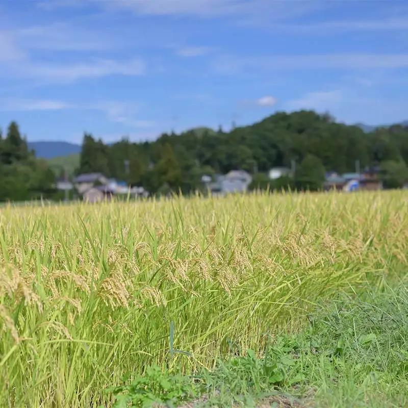 ≪新米先行予約≫【定期便4回】令和8年度 戸沢村産 雪若丸 10kg(5kg×2)×4回 合計40kg 精米 お米 米 ご飯 ごはん 白米 新米 ブランド米 銘柄米 ゆきわかまる 国産 単一原料米 単
