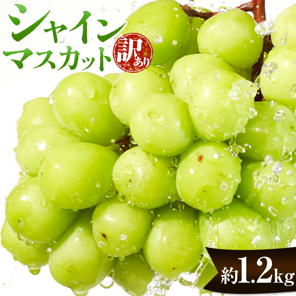【ふるさと納税】訳あり シャインマスカット 約1.2kg ハレノフルーツ(つむぐ)《10月上旬-11月中旬頃出荷》岡山県 浅口市 マスカット 送料無料 フルーツ 果物 デザート 国産 岡山県産
