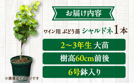 ワイン用 ブドウ苗(シャルドネ) 6号鉢入り 2~3年生 大苗 樹高60cm前後 苗 苗木 BHCQ007