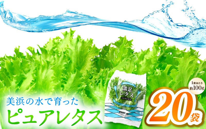 
                  美浜の水で育ったピュアレタス　フリルレタス 20袋【栽培期間中 農薬不使用 野菜 生野菜 レタス グリーンリーフ サラダ サンドイッチ お弁当 水耕栽培 洗わず食べられる 時短 付け合わせ ダイエット ヘルシー】[m40-a029]
                