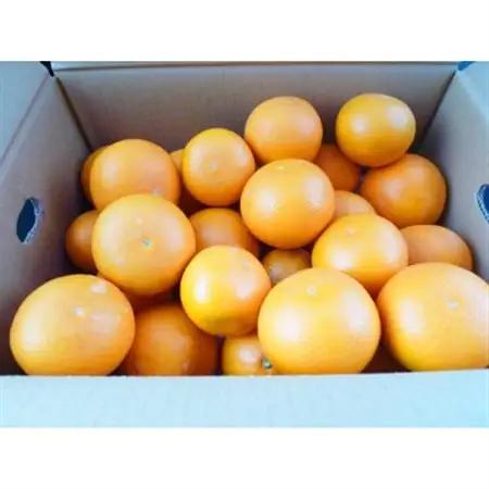 【2027年4月より発送】とにかくジューシー清見オレンジ　5kg【日高町】【1216976】